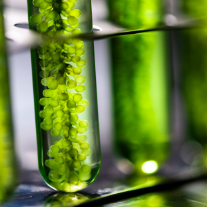 frontiers-nutrition-microalgae-superfood-of-future